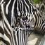 A zebra grazing on food behind a metal fence..jpg